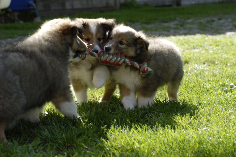 Samedi 12 juin. Il a fait beau et les chiots ont beaucoup joué le 51 ième jour. De gauche à droite : Fidji, fandzy et le mâle blanc.